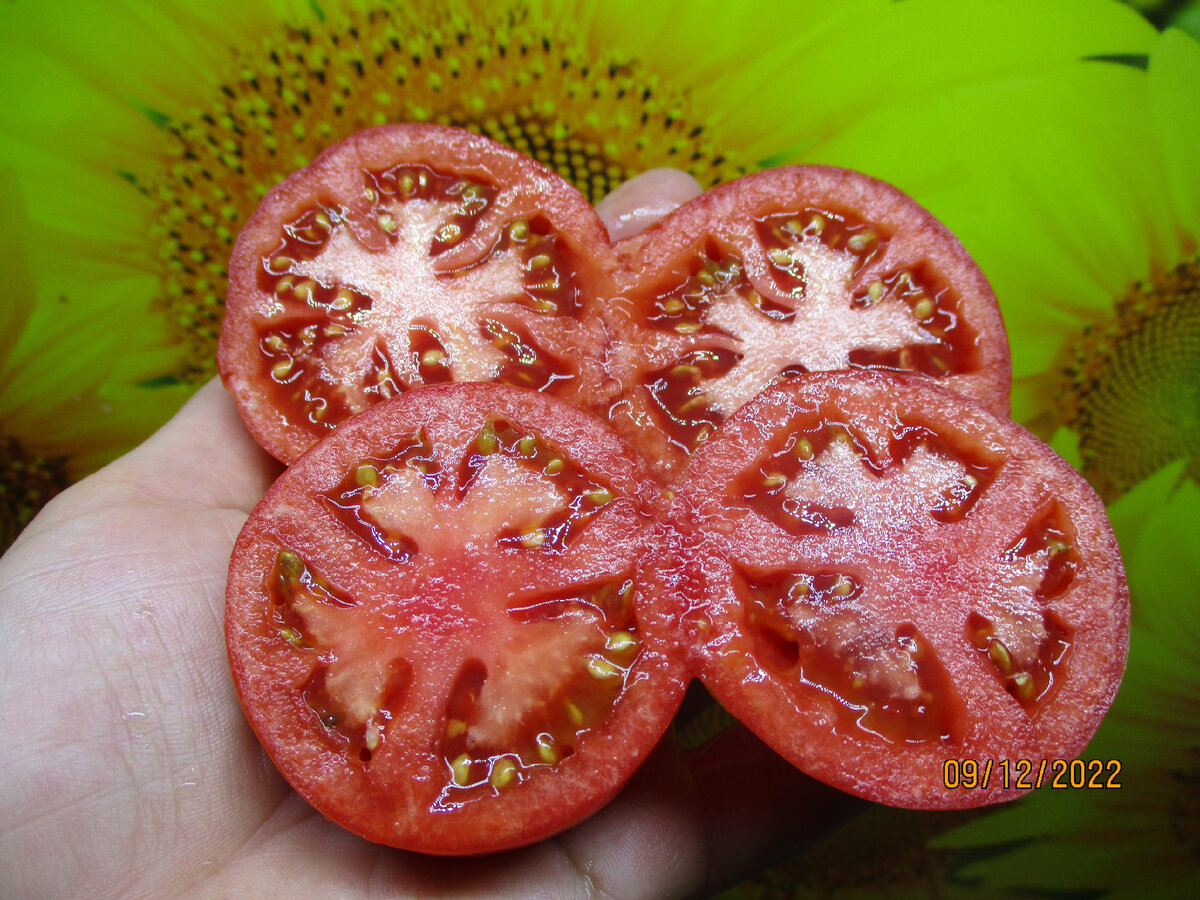 Томат "Мамонтенок". Этот сибирский сорт – новинка заслуживает высших похвал!