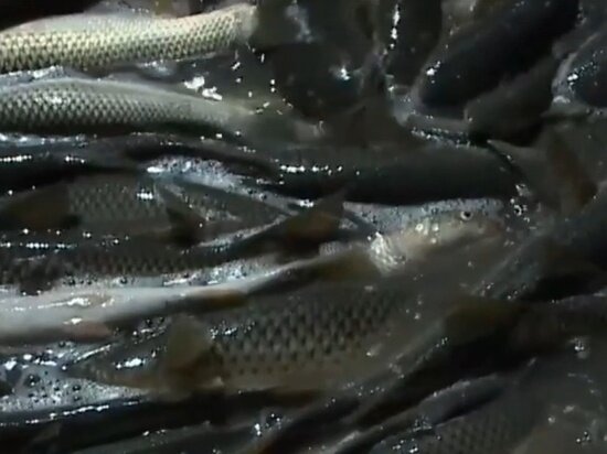     Фото: Минприроды Ростовской области