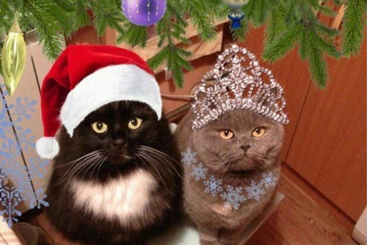Включи кот новый год. Кот в костюме Деда Мороза. Смешные новогодние коты. Котик в новогодней шапке. Кот в шапочке Деда Мороза.
