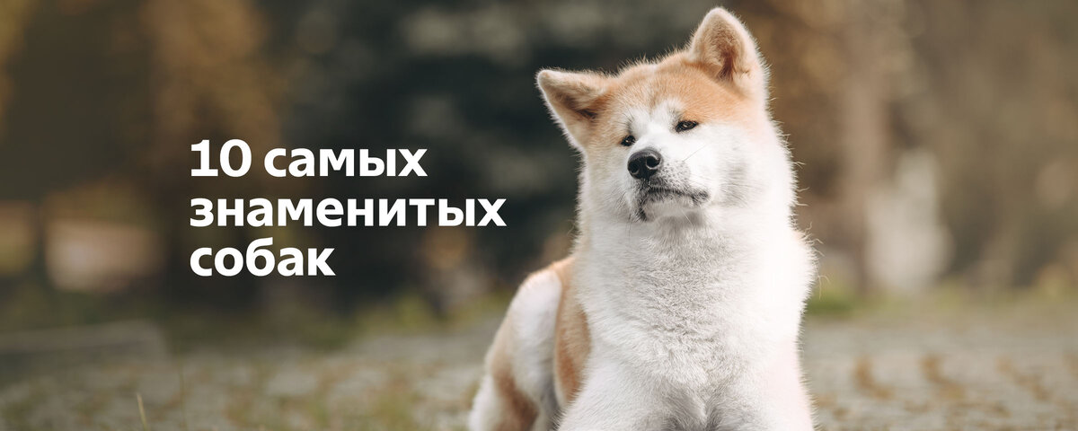 Самый знаменитый пес. Английский бульдог с человеком. Кевин спейси. Оскар джек рассел терьер. Самый знаменитый пес.