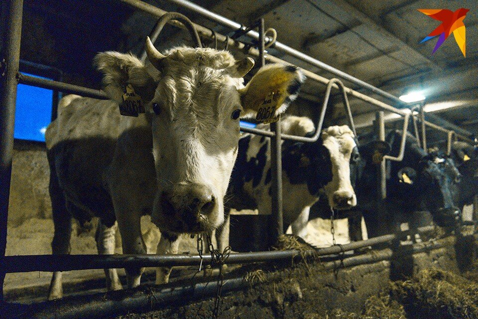     Директор совхоза «Тулома» Светлана Доголева готовится покинуть свою должность. Антон ЗАБИРОВ