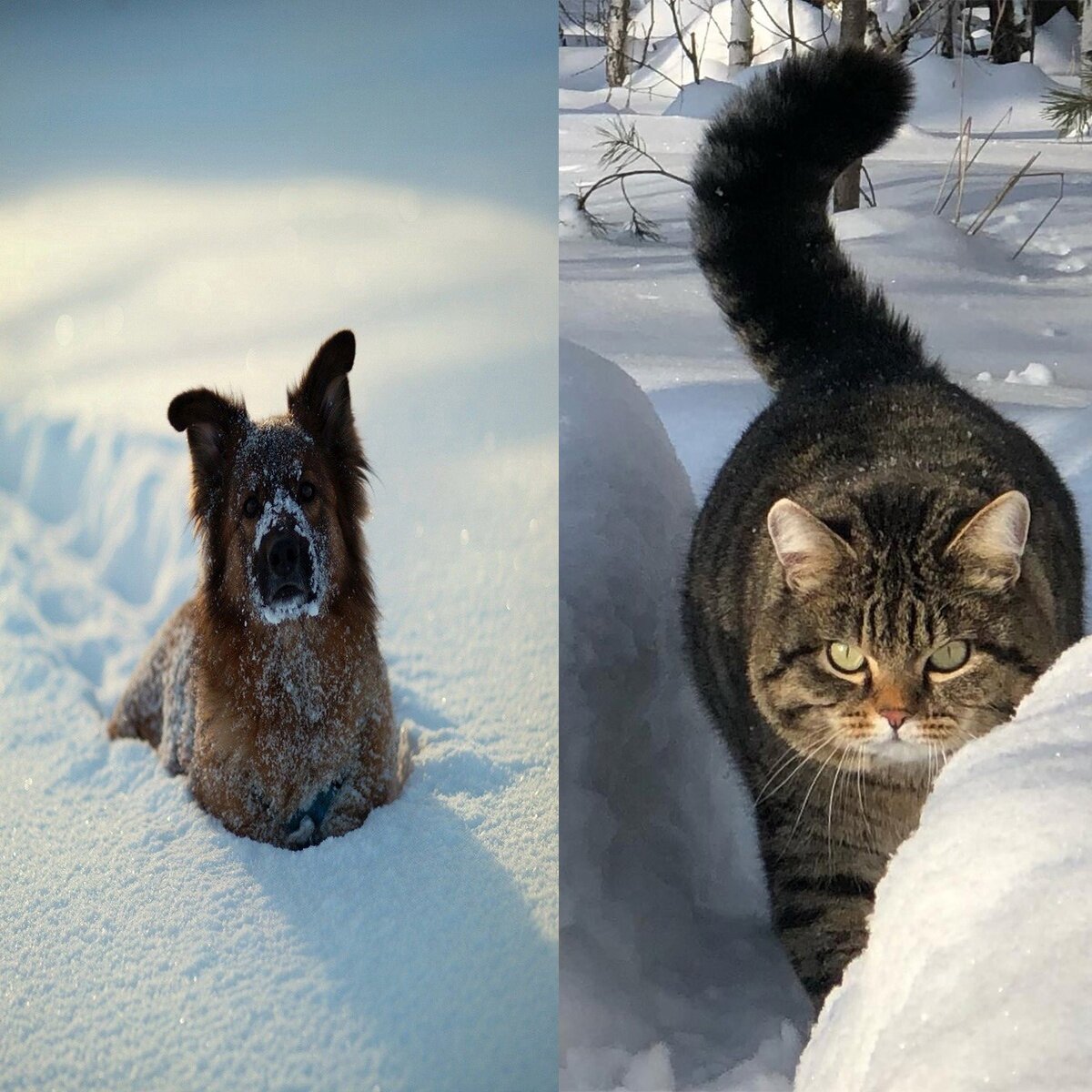 Наши домашние питомцы по разному радуются выпавшему снегу.