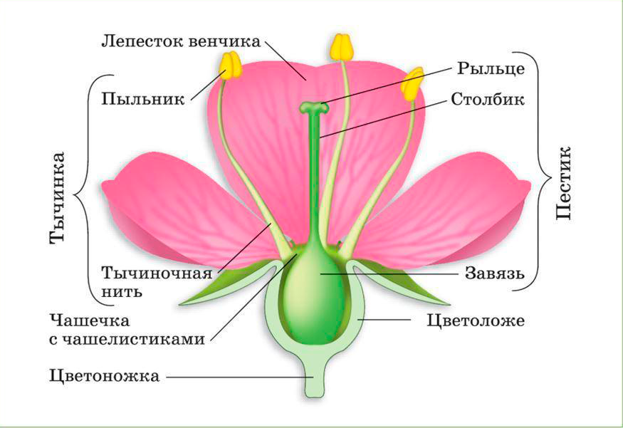Какие пиды. Тычинка пестик пыльник завязь. Строение цветка яблони схема. Строение покрытосеменных растений строение цветка. Строение цветка схема биология