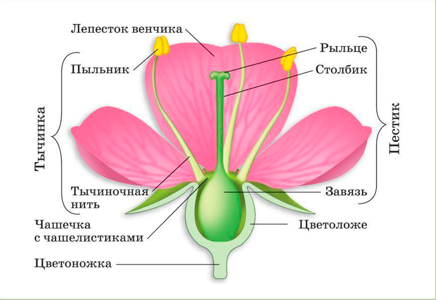 Вспоминаем строение цветка по иллюстрации из учебника