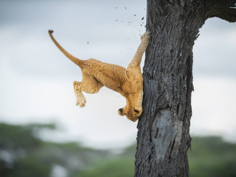    Comedy Wildlife Photo Awards / Jennifer Hadley