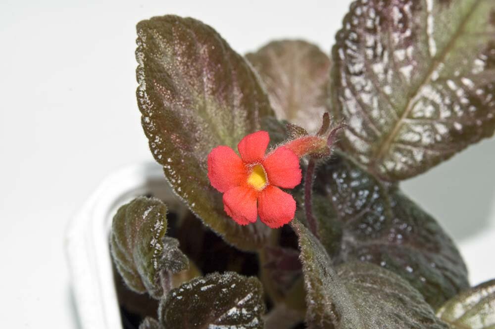 Цветы красные