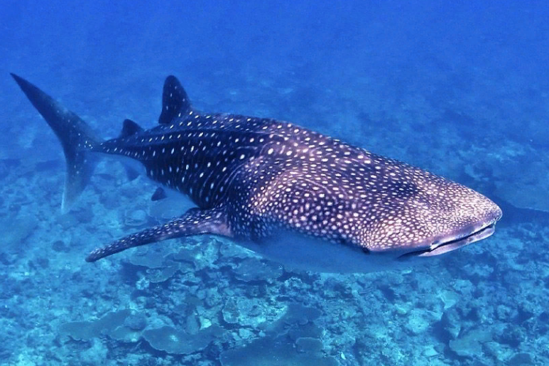 из открытого источника