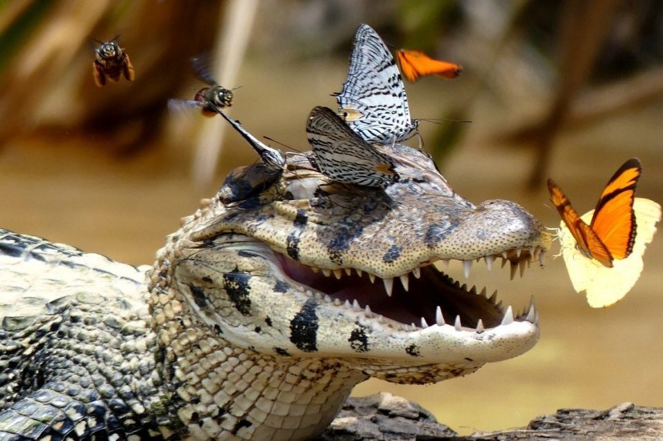     Фотограф сделал настолько живописный кадр, что никто не поверил, будто это не Фотошоп