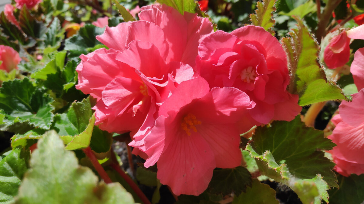 Бегония крупноцветковая хороша и в солнечную погоду, и в дождь. Может и перезимовать, но с танцами и бубнами в помещении. В статье использованы фото автора