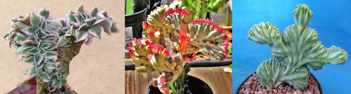 Вот таких роскошных кристатов можно увидеть на просторах интернета.