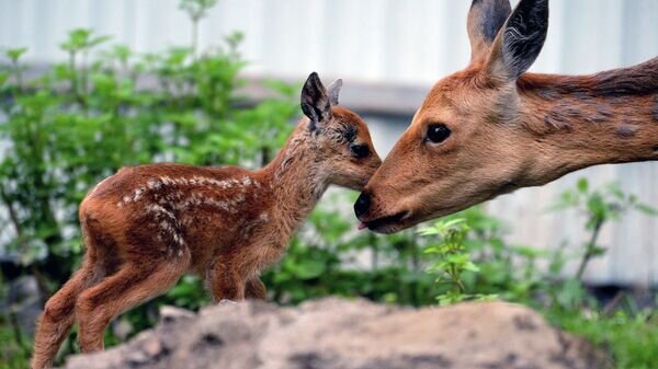   © Sputnik / Виталий Аньков