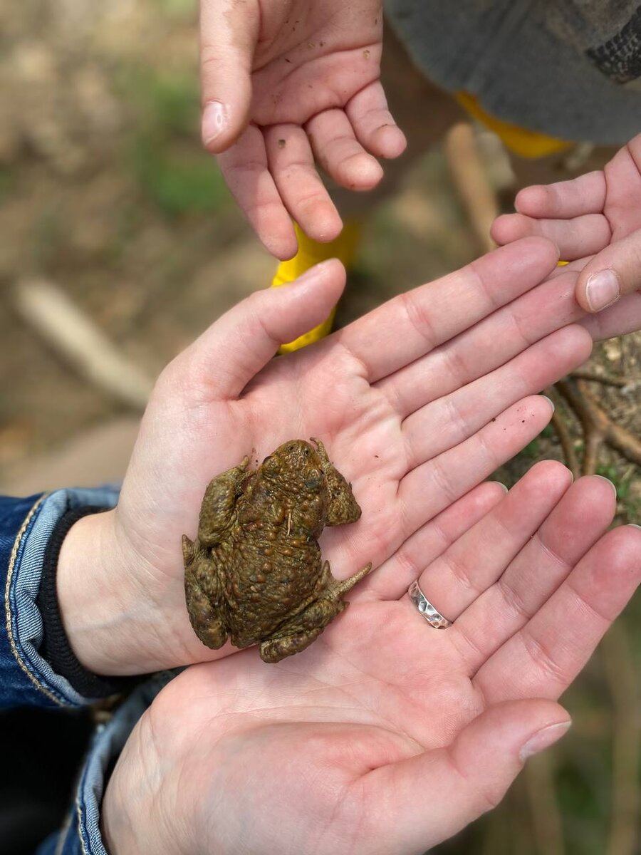 Серая жаба Bufo Bufo. Серая жаба в руках. Икра серой Жабы.