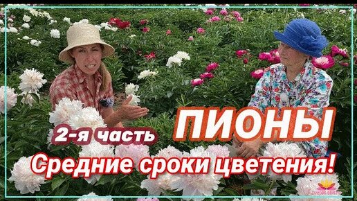 Пионы со средним сроком цветения. Часть 2 / Сад Ворошиловой