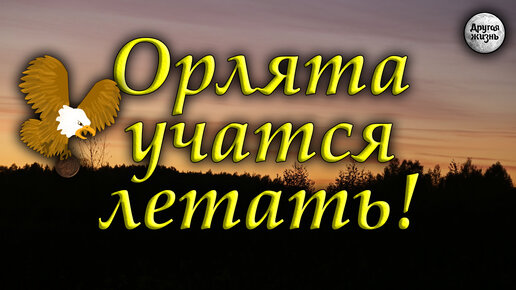 Орлята учатся летать | Возродилась Родина в наших сердцах | Дзен