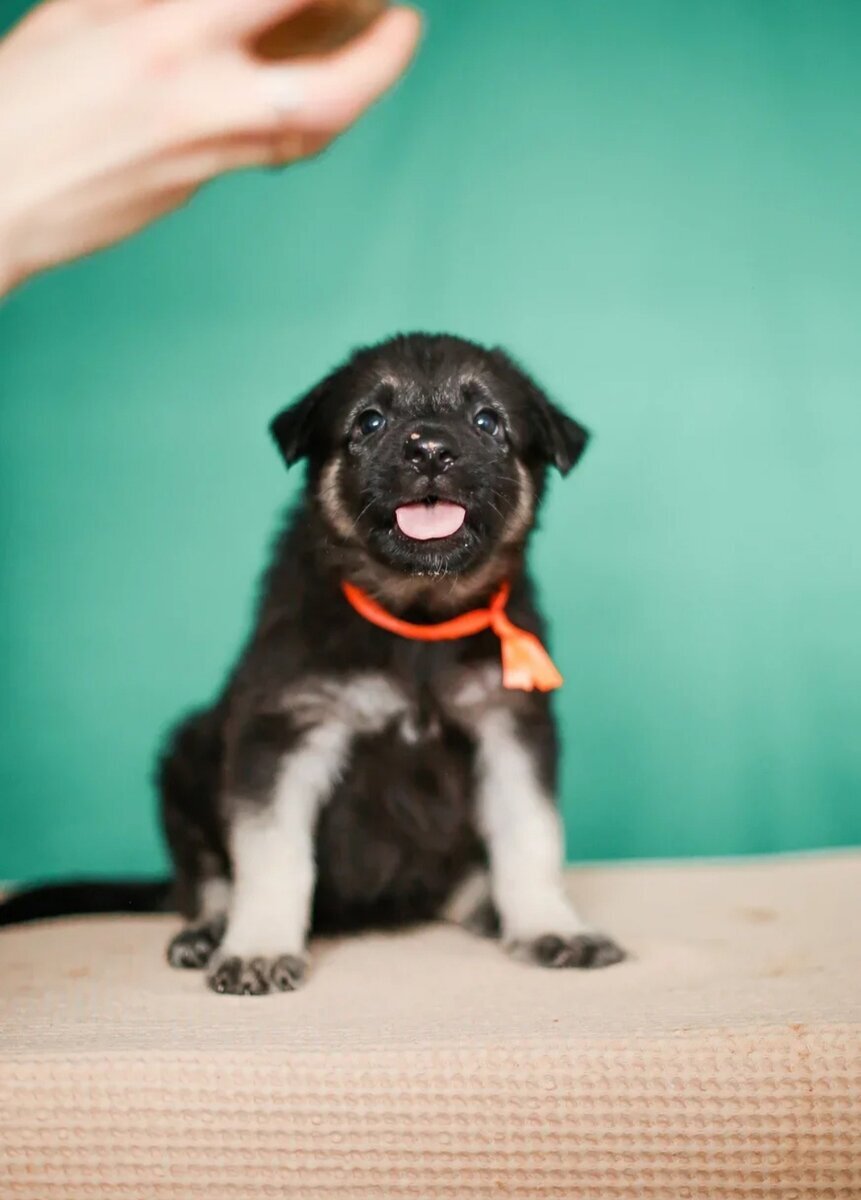 Крошка оранжевая ленточка, 1 мес