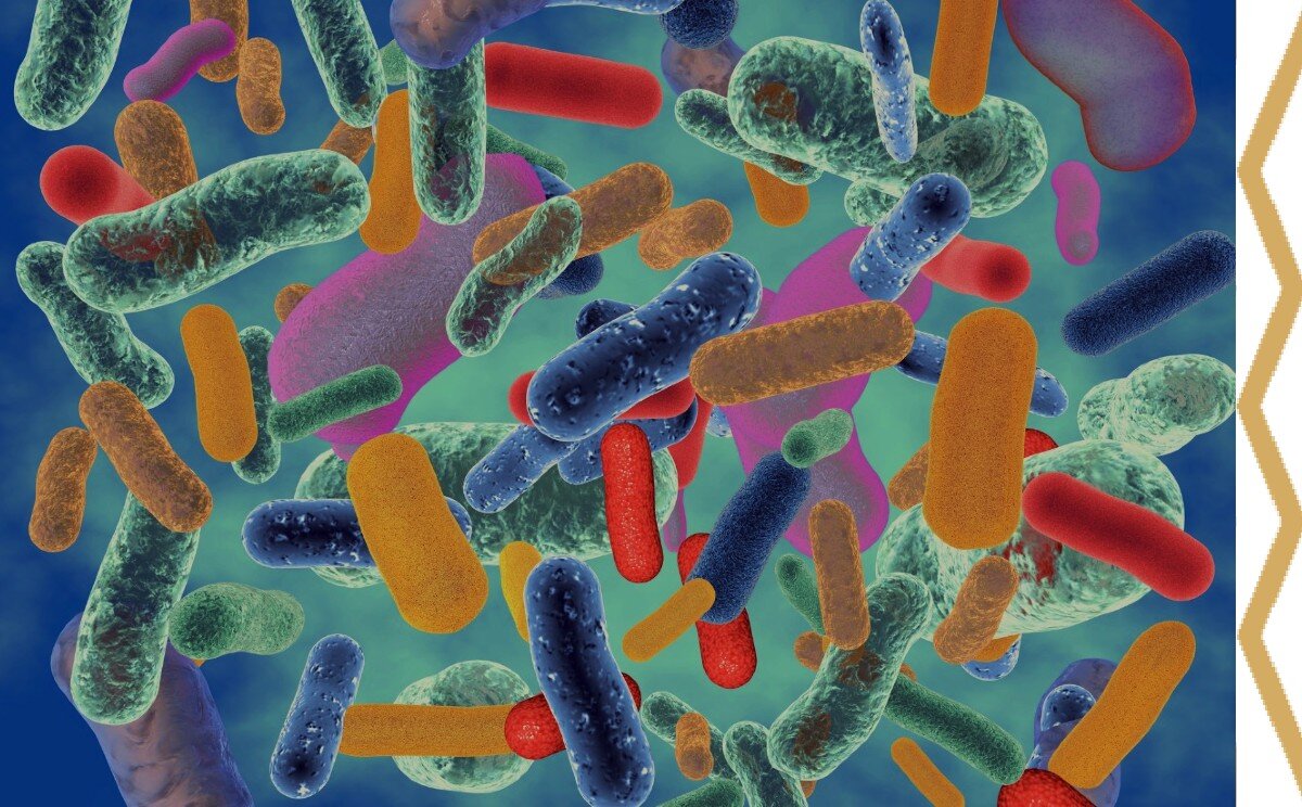 микрофлора ЖКТ