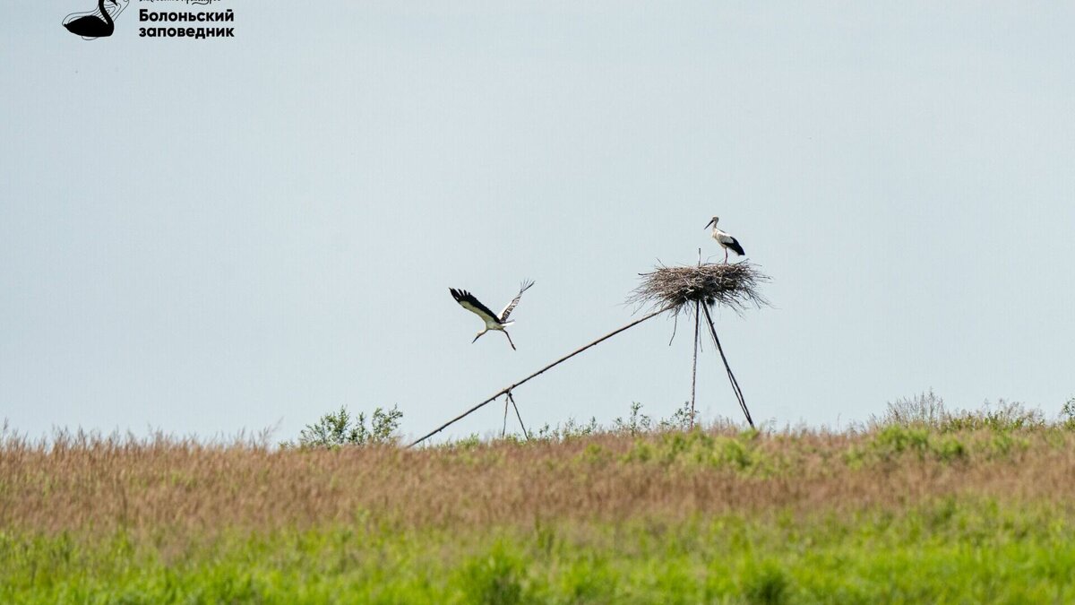     2 февраля 1971 г. в городе Рамсаре (столица округа Рамсар провинции Мазандаран в Иране) была подписана Конвенция о водно-болотных угодьях, имеющих международное значение, главным образом, в качестве местообитаний водоплавающих птиц (Рамсарская конвенция).