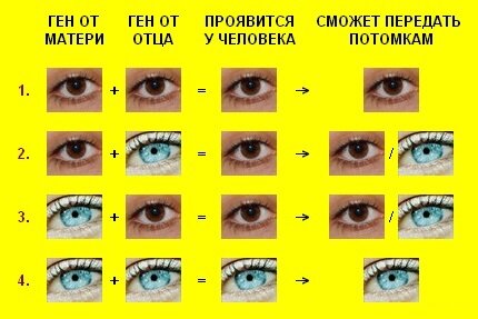 Все детки рождаются с голубыми глазами. И это далеко не миф, хотя имеется процент малышей, которые рождаются с тёмной радужной оболочкой глаза. Всё зависит от количества меланина – пигмента, который насыщает нашу кожу красивым смуглым оттенком, а глаза тёмным шоколадным цветом. Детки, рождаясь, меланина практически не имеют (имеется очень малое количество пигмента), поэтому светлый цвет кожи и голубые глаза – норма и стандарт. Хотя, если оба родителя смуглые и в роду все темноглазые, ребенок может родиться с глазами светло-коричневого цвета, так как у них имеется большее количество пигмента в радужке, чем у светлоглазых. Со временем меланин появляется и накапливается всё больше и больше в радужной оболочке глаз, и они могут изменить свой цвет.
