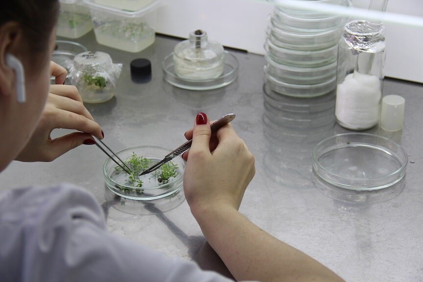    Питомниководство для российских потребителей угождает садоводам и любителям домашних цветов