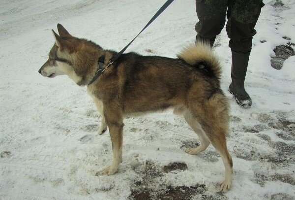 Буян 6489/16 А.А.Никифорова - сильный лосятник