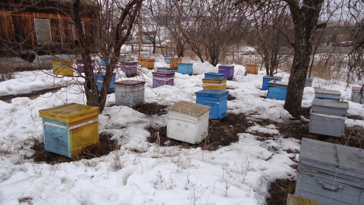 Когда можно приступать к выставке. Сайт: upchel.ru