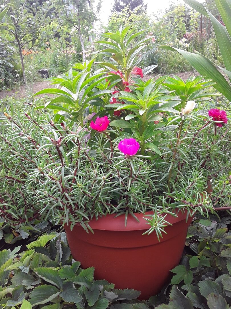 Портулак бодро растет в контейнерном саду