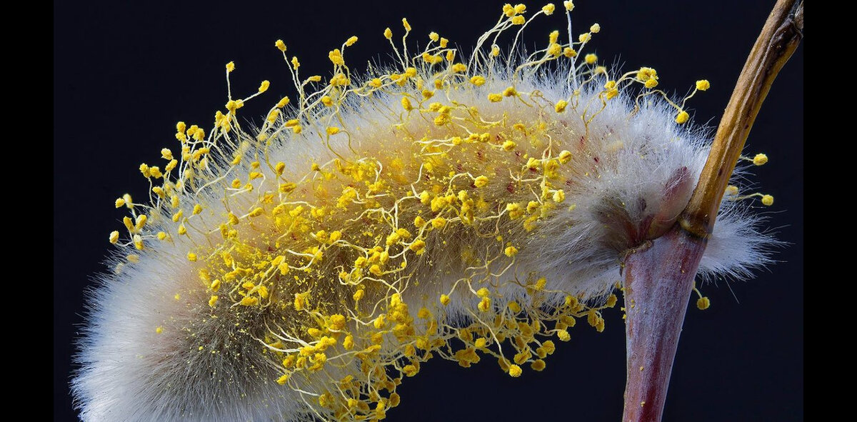 Пыльца крылья. Пушистые волоски биология (Ива). Пыльца одуванчика под микроскопом. Анимация пыльца растений. Корь картинка с капельки слюны.