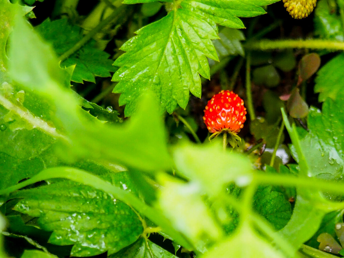 Моя домашняя земляника, фото сделано на "Olimpius"