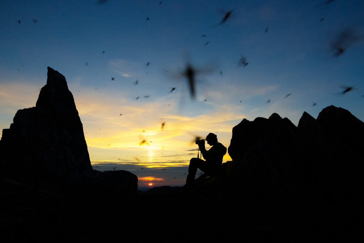 Тонкой нитью, прошивающей все звуки тундры и тайги, неизбежно станет писк комара