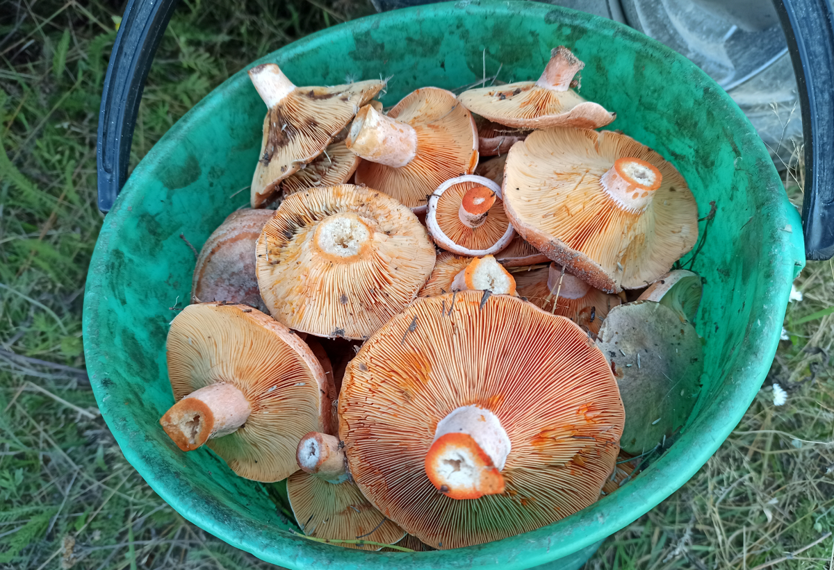 Фото С. Романова