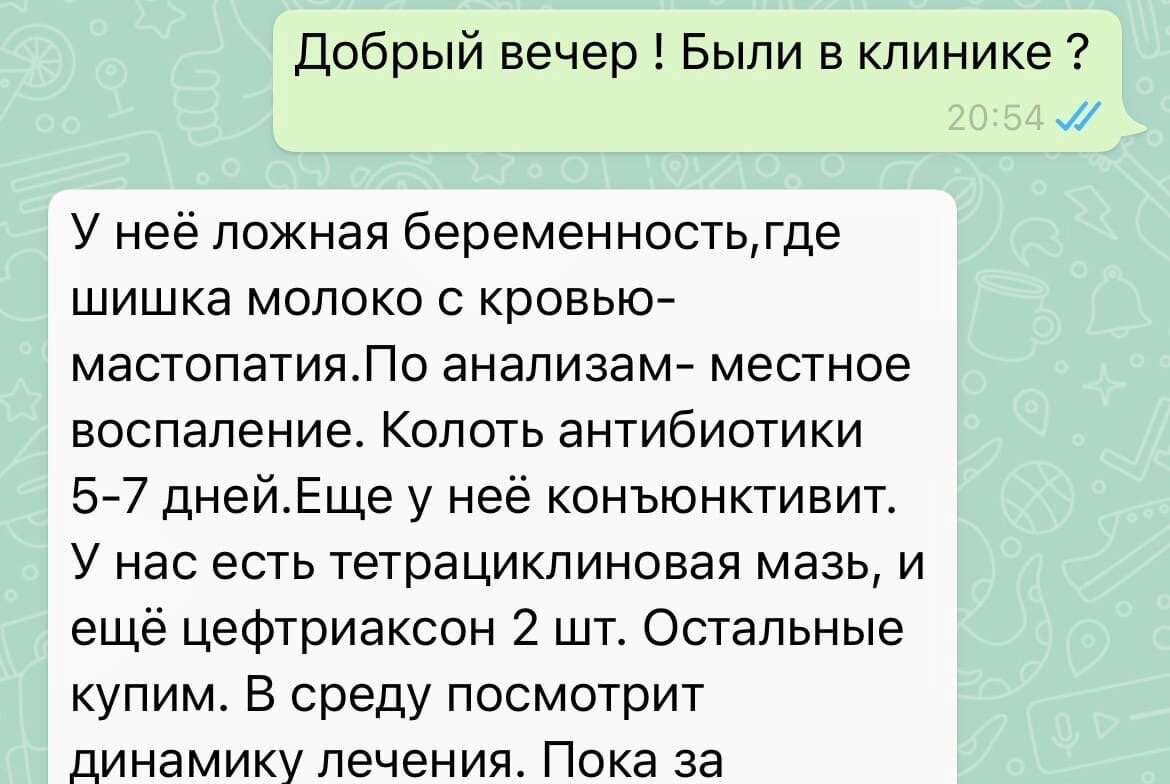 У далматина Рокси начался новый, надеемся, что счастливый, виток жизни. |  Город преданных собак 73 | Дзен