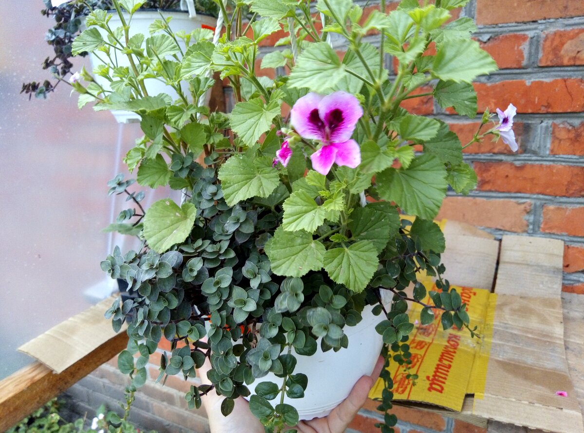 Ангел с кализией