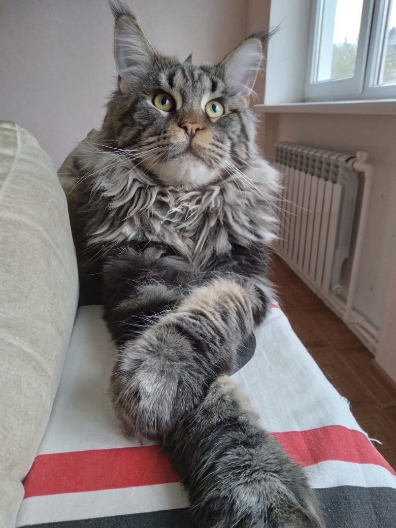 Меин-кун, лучшая порода в мире? 