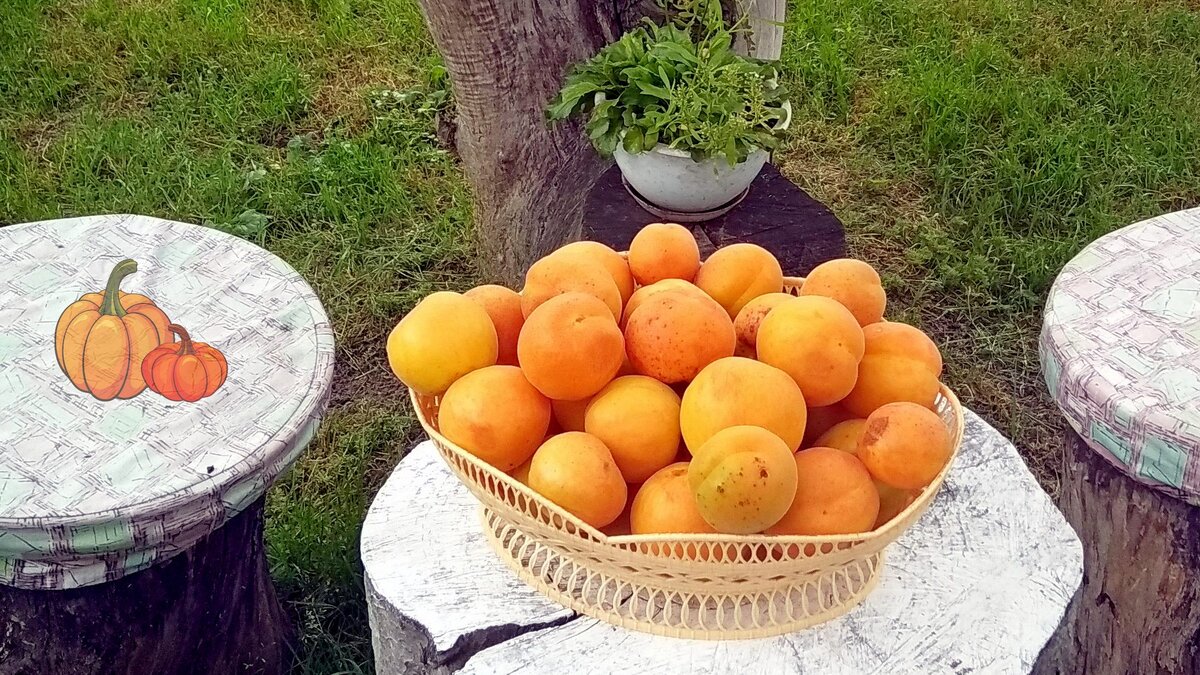   (Листайте ➡ ) Наш урожай.