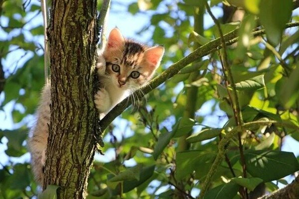 Картинка с просторов Интернета