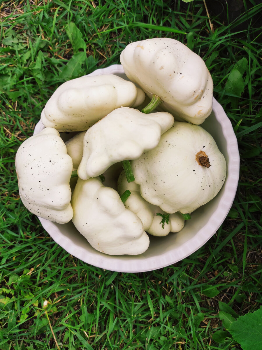 Собрала патиссоны. Фото из личного архива