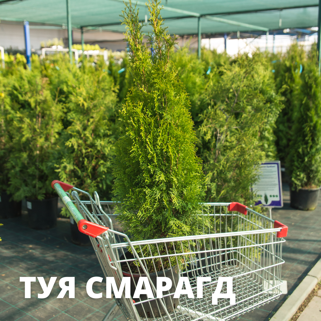 Туя Смарагд