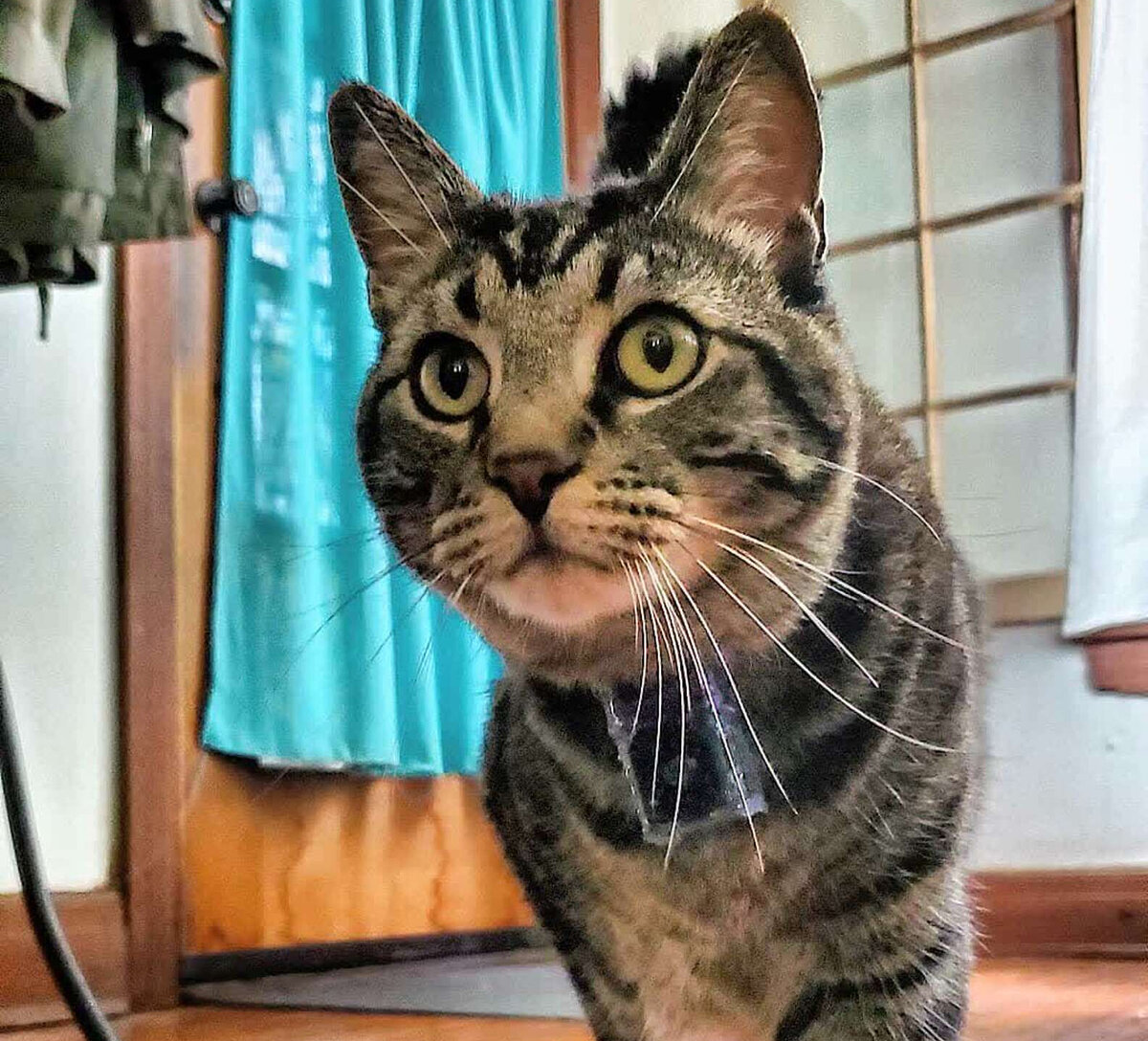 TikTok: @gonzoisacat