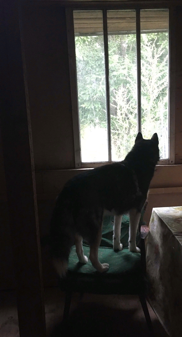 Кто научился с кресла смотреть в окно - тот Дин. Личный архив. 