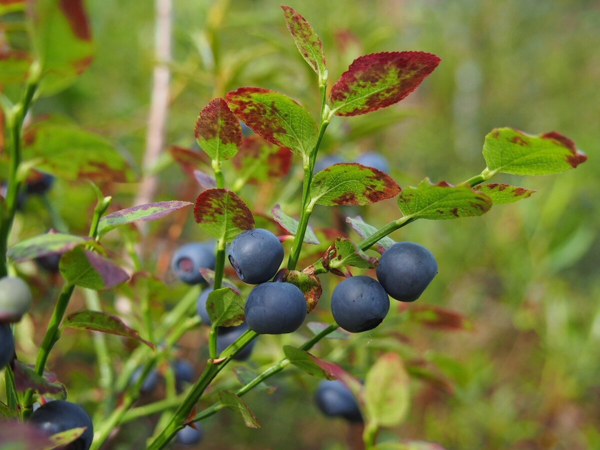 (Фото: Кристина Городецкая)