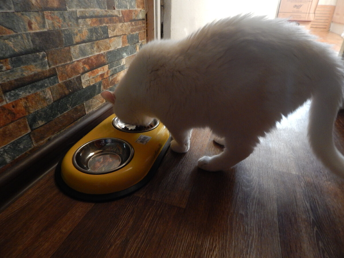 Ненасытный кот трапезничает