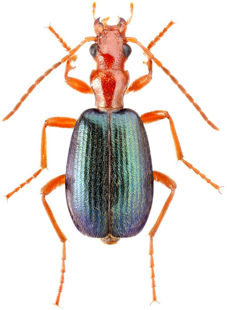 Жук–бомбардир (Brachinus sp.).