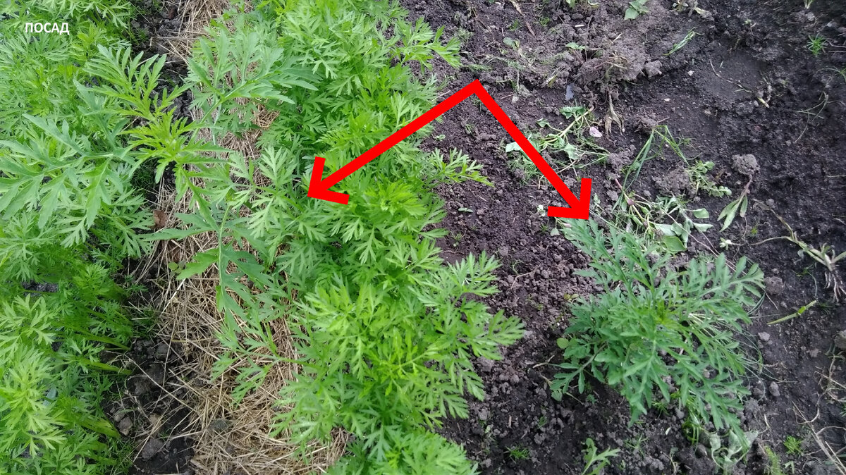 Амброзия в морковке. Так сразу и не отличить.