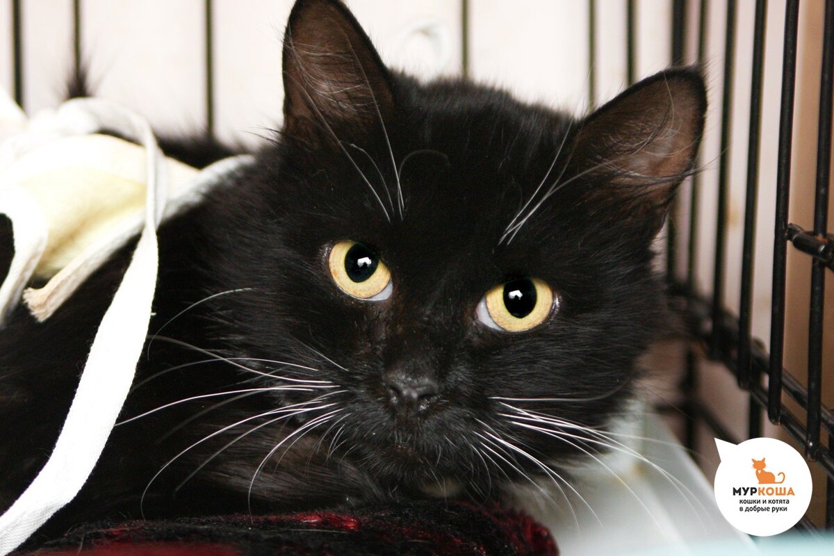 У Балерины желтые глаза и пушистые усы.