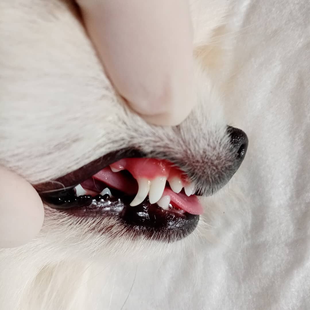 Частая картина: декоративная собачка уже достигла возраста старше 8 месяцев, а часть временных зубов (молочных) не собирается покидать свои места.