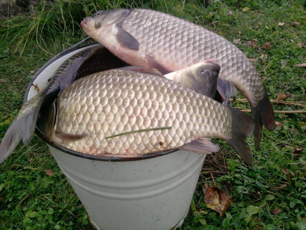 Огромные караси. Фото из открытых источников "Яндекс картинки"