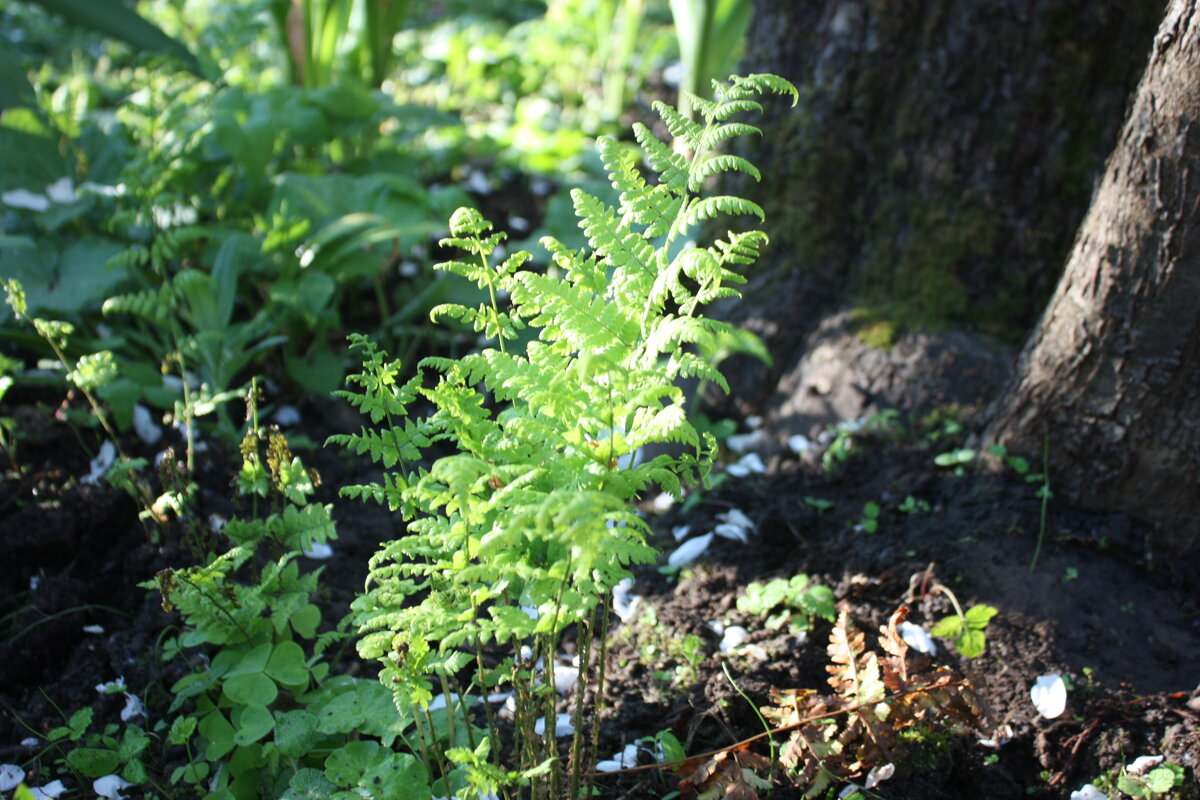 Папортник на нашей даче. Здесь кусочек, подсмотренный в лесу - папортники, земляника и кислица в тени старой яблони