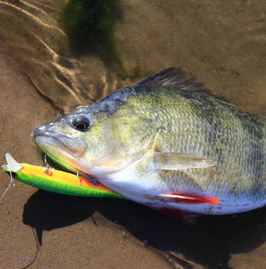 Как вам такой красавец весом в 1 кг?