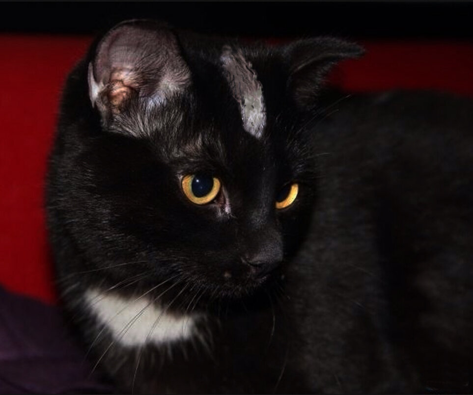 Фото из интернета, обработка автора