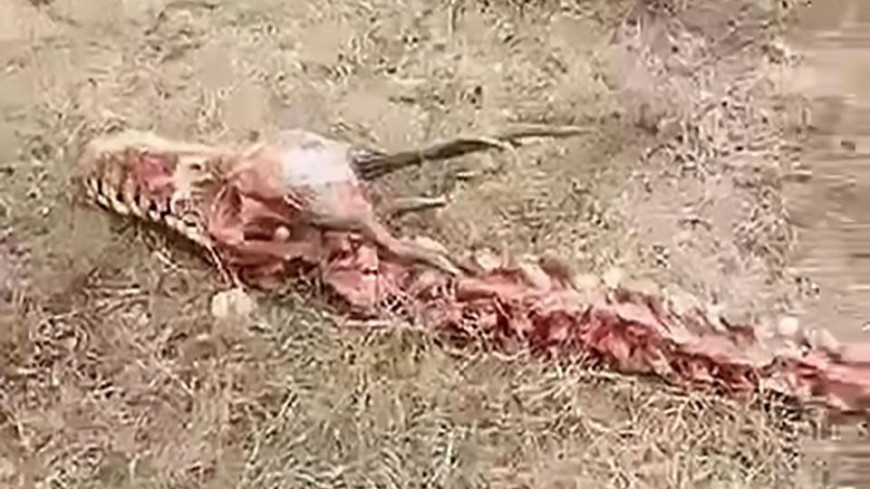 Фото из открытых источников